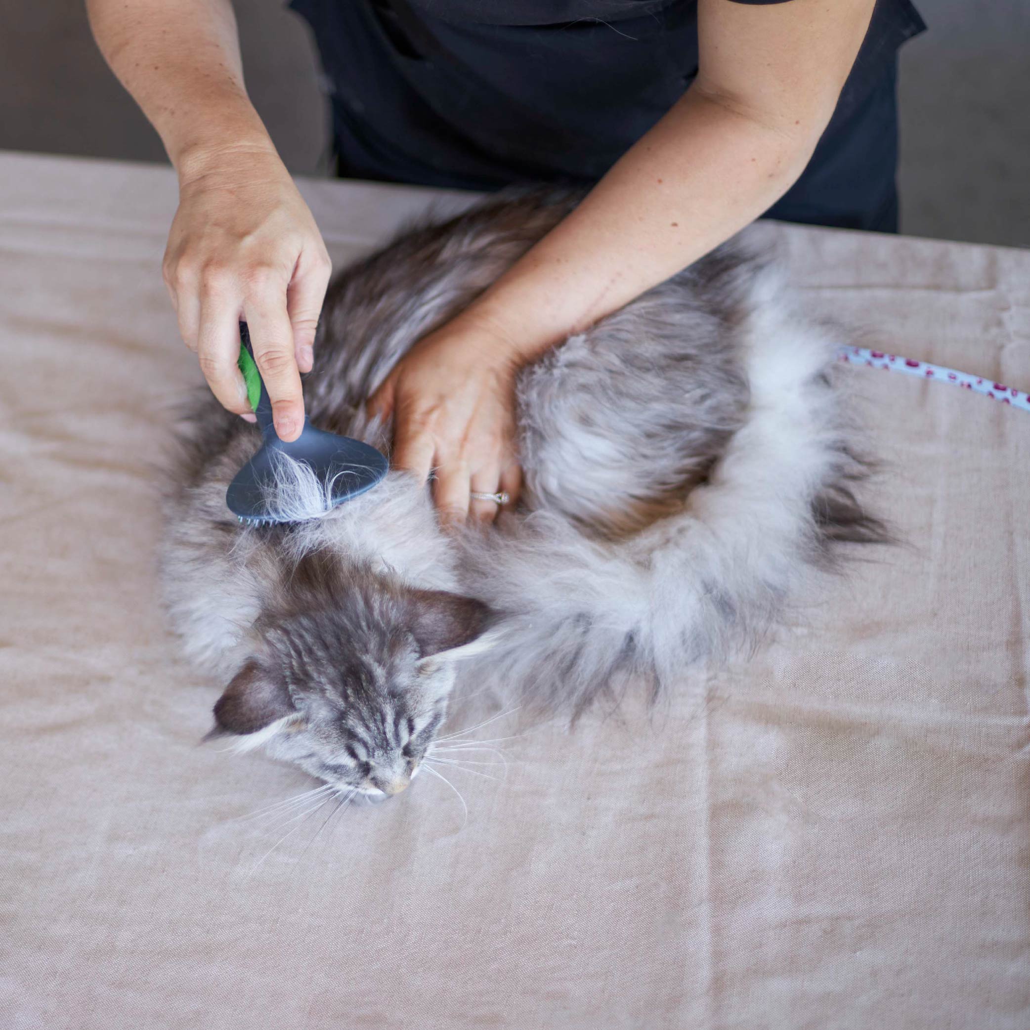 Cat Slicker Brush - Image 5