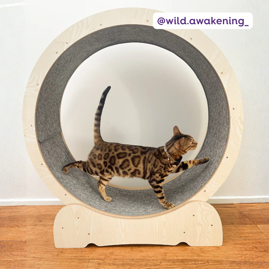 Cat Workout Wheel - Image 2