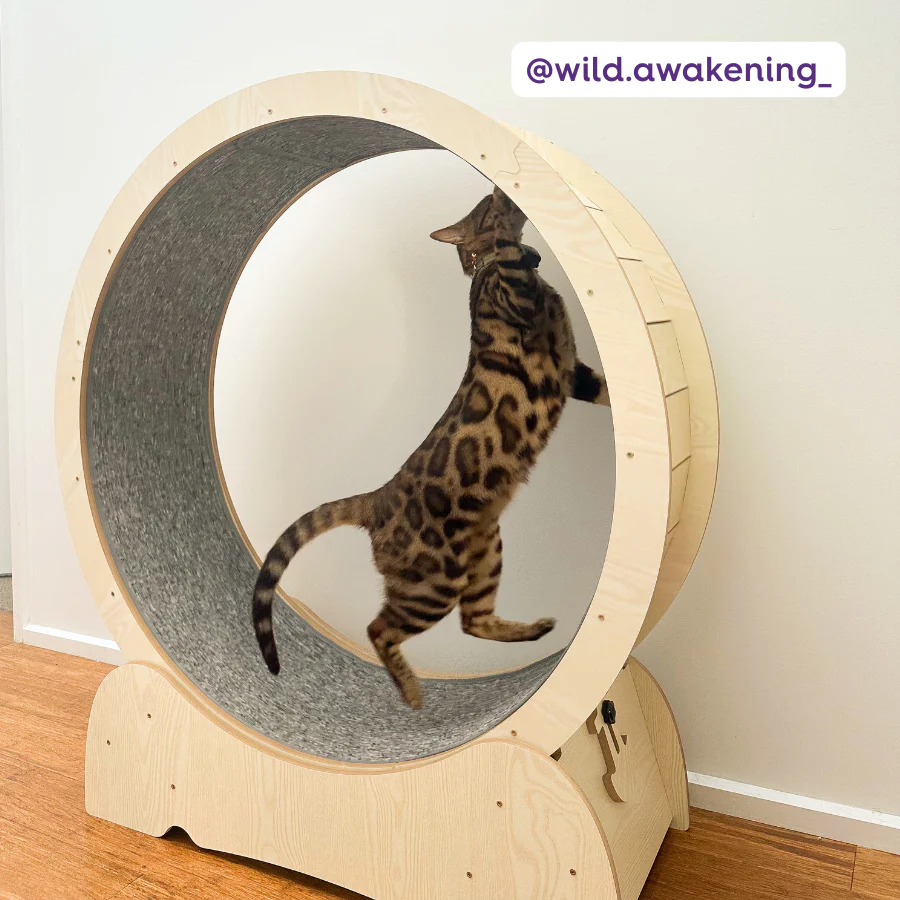 Cat Workout Wheel - Image 4