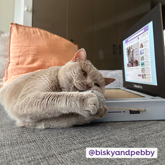 Catbook Pro - Cardboard Cat Laptop - Image 3