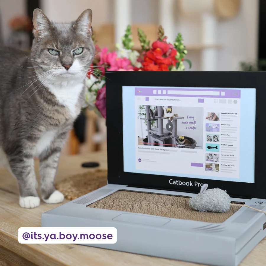 Catbook Pro - Cardboard Cat Laptop - Image 5