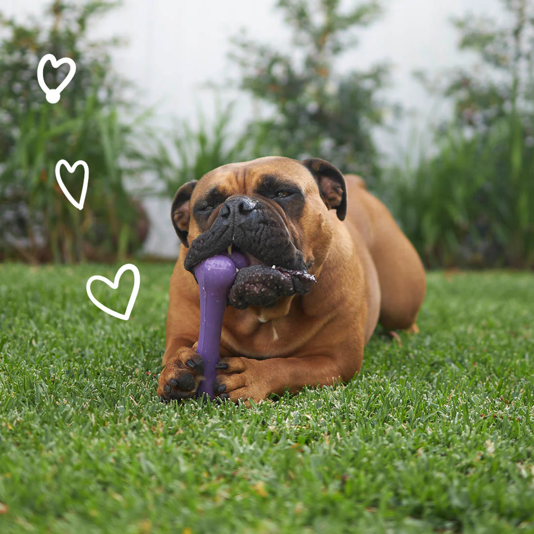 Catch N' Chew Dog Rubber Bone - Image 6