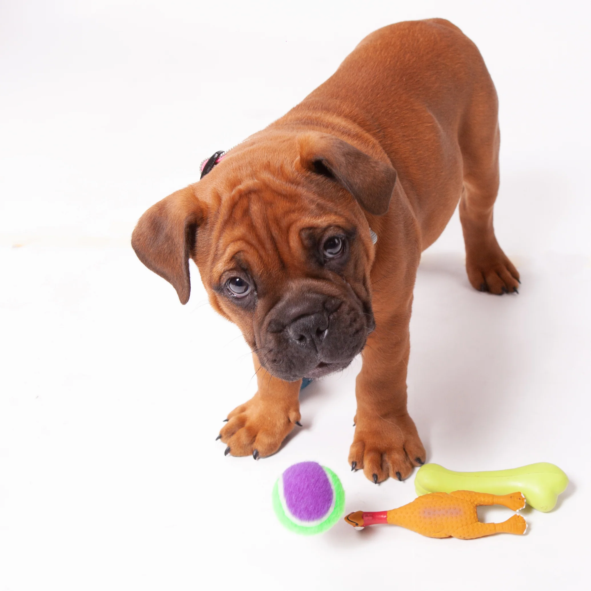 Catch N' Chew Dog Rubber Bone - Image 8