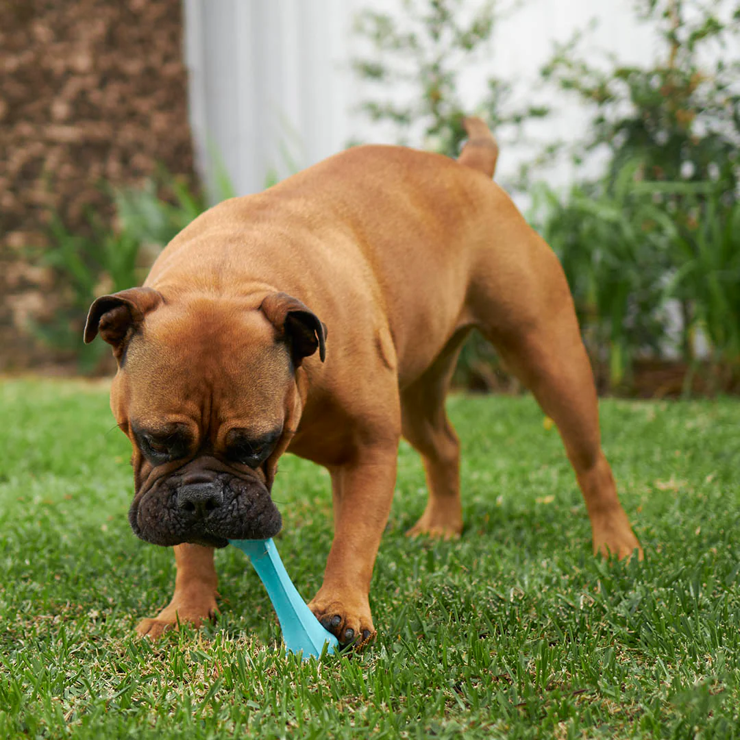 Catch N' Chew Dog Rubber Bone - Image 9