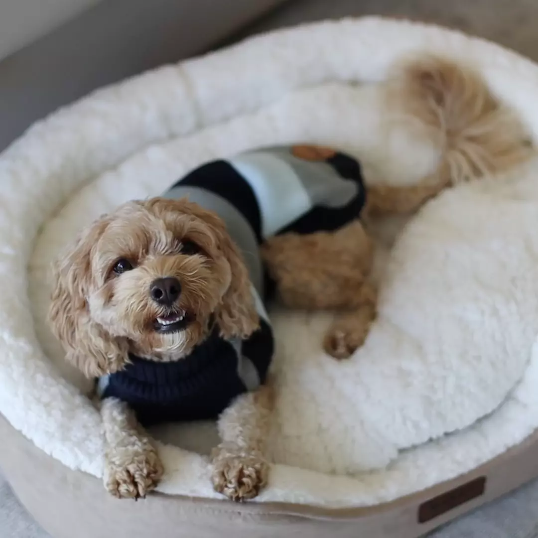 Chestie Dog Jumper - Blue - Image 3