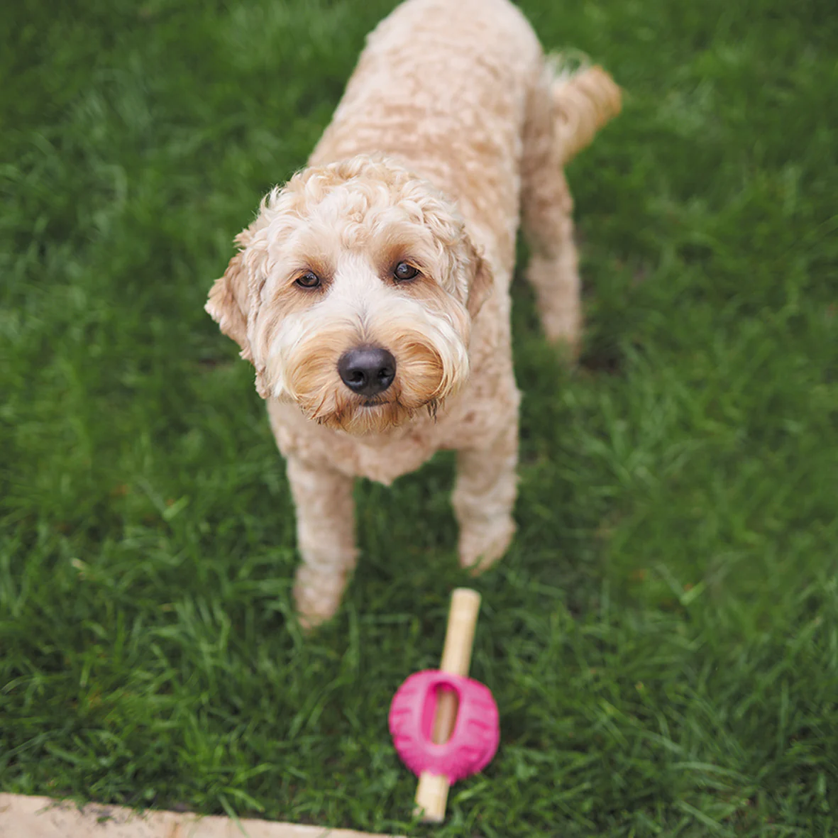 Chew & Treat Enrichment Dog Ball - Image 8