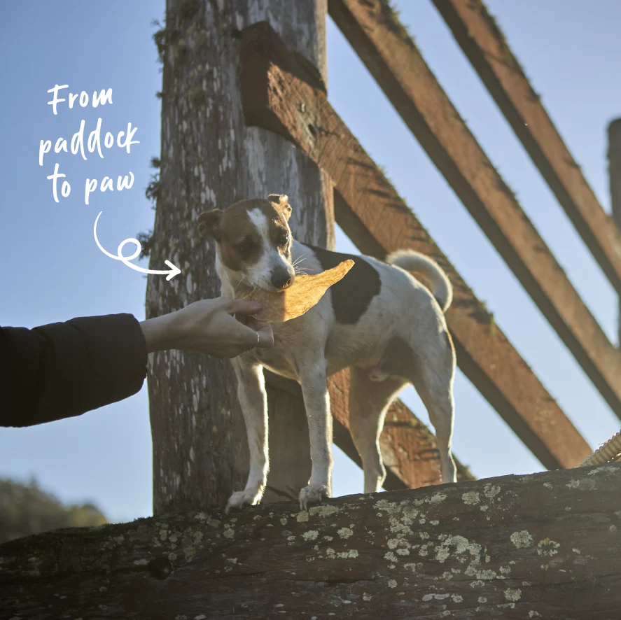 Aussie Chicken Breast Dog Treats - Image 5