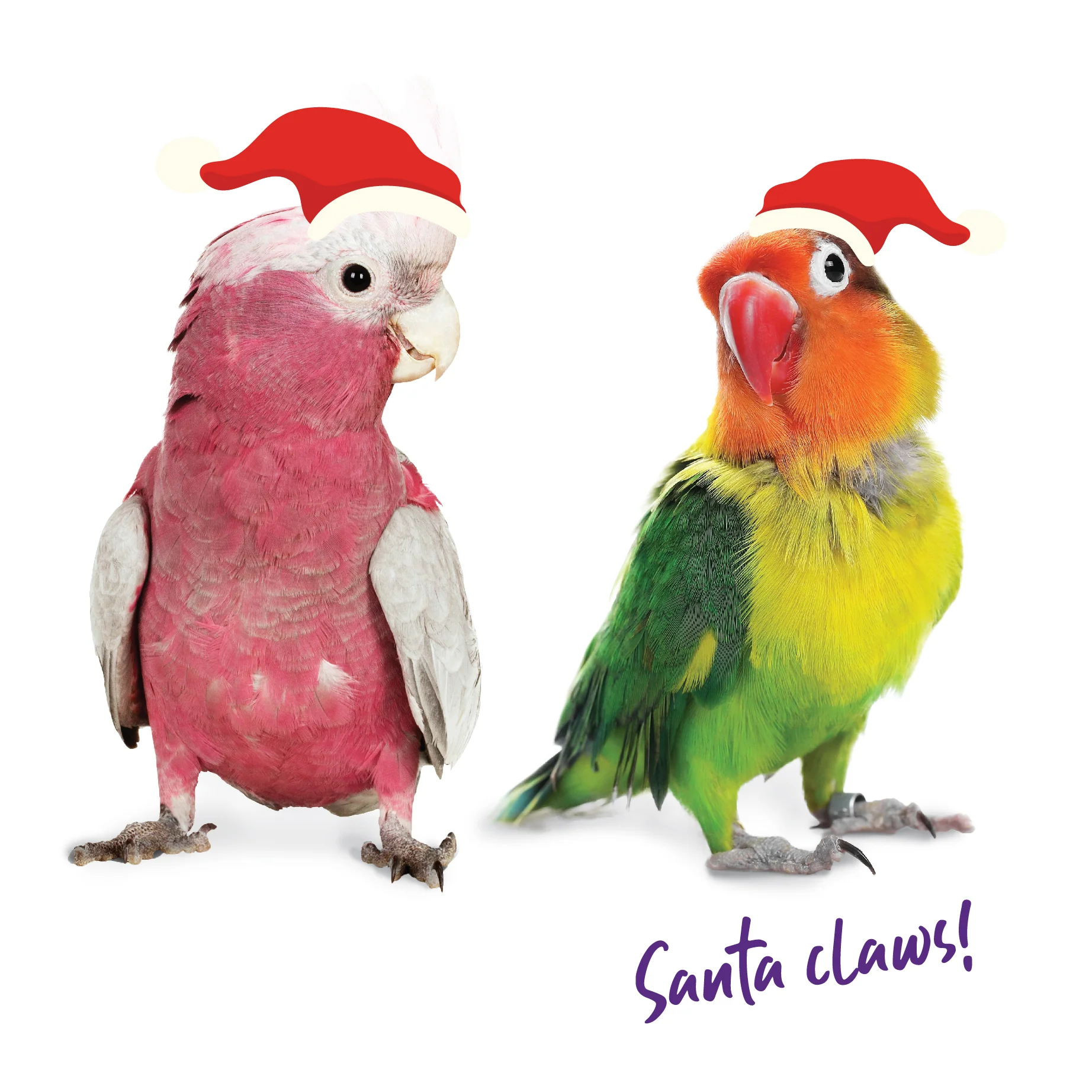 Christmas Bird Star Bird Toy - Image 5