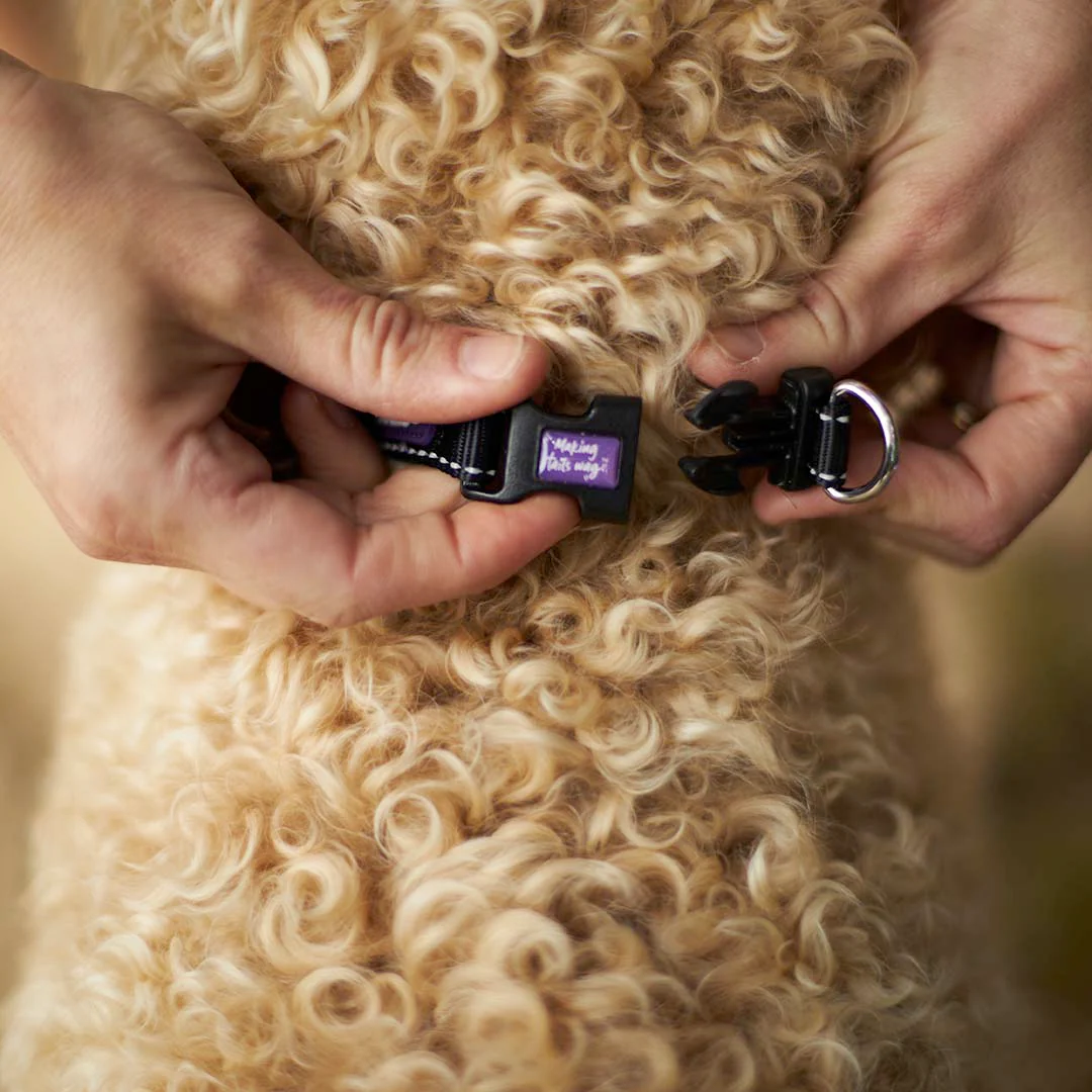 Classic Easy-clip Dog Collar - Black - Image 3