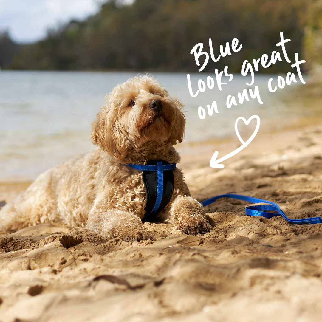 Classic Easy-clip Dog Collar - Blue - Image 3