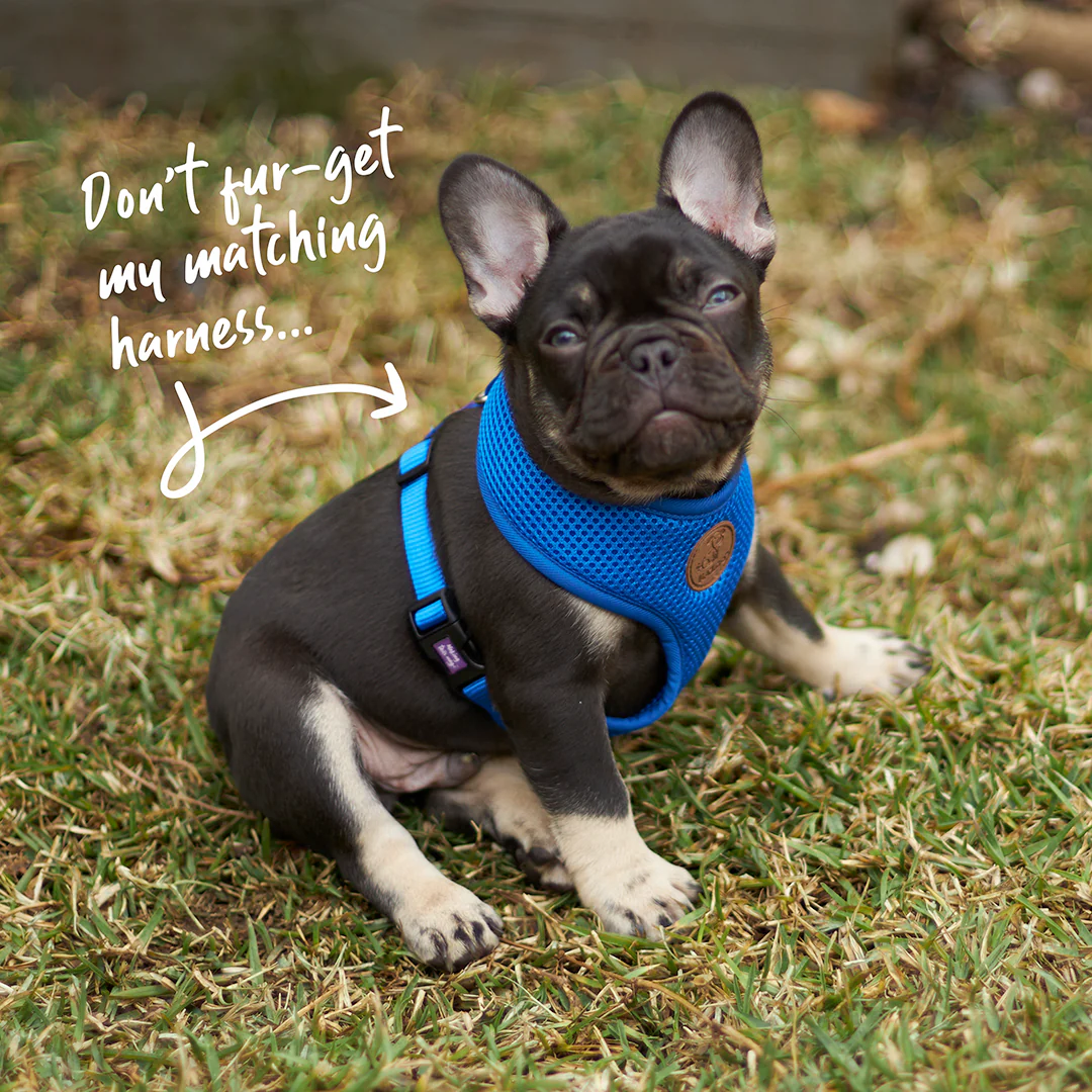 Classic Easy-clip Dog Collar - Blue - Image 5