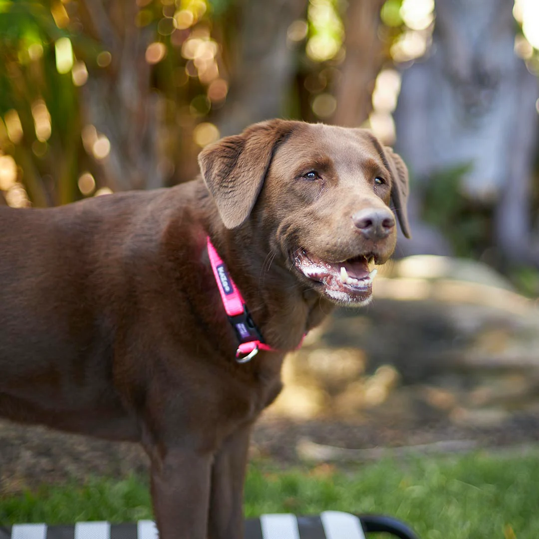 Classic Easy-clip Dog Collar - Pink - Image 3