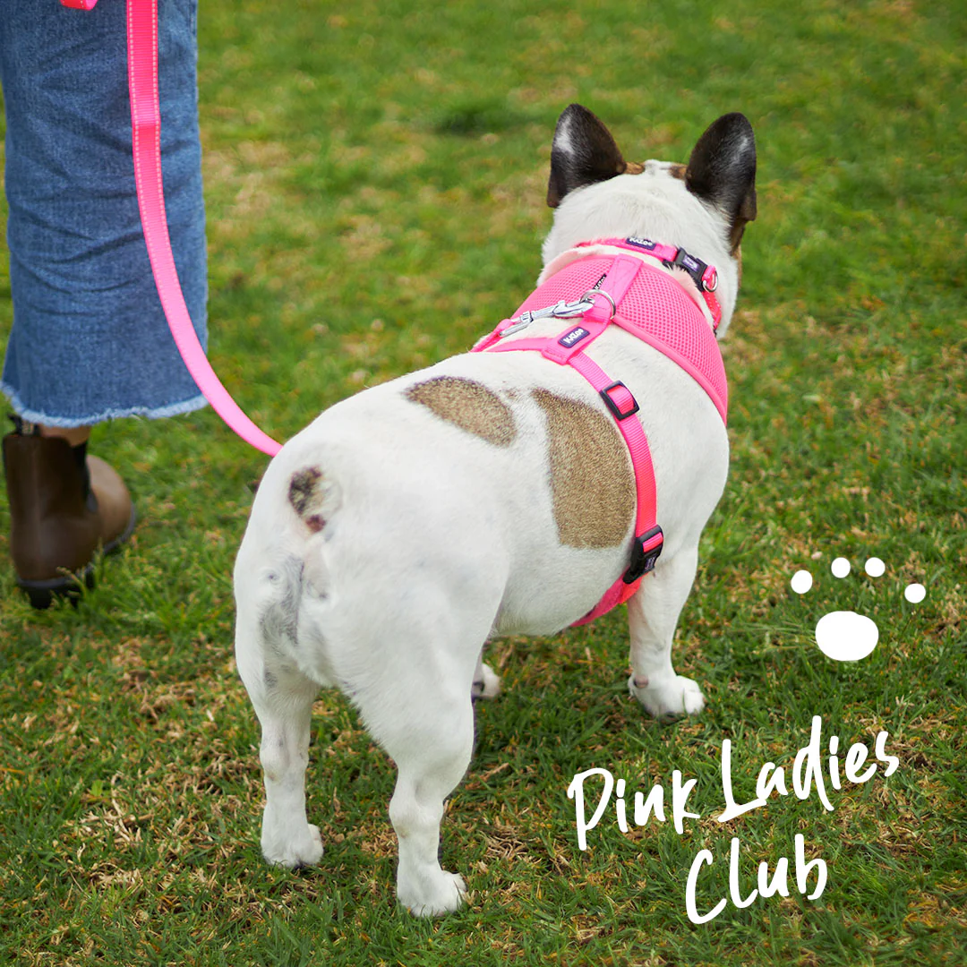 Classic Easy-clip Dog Collar - Pink - Image 4