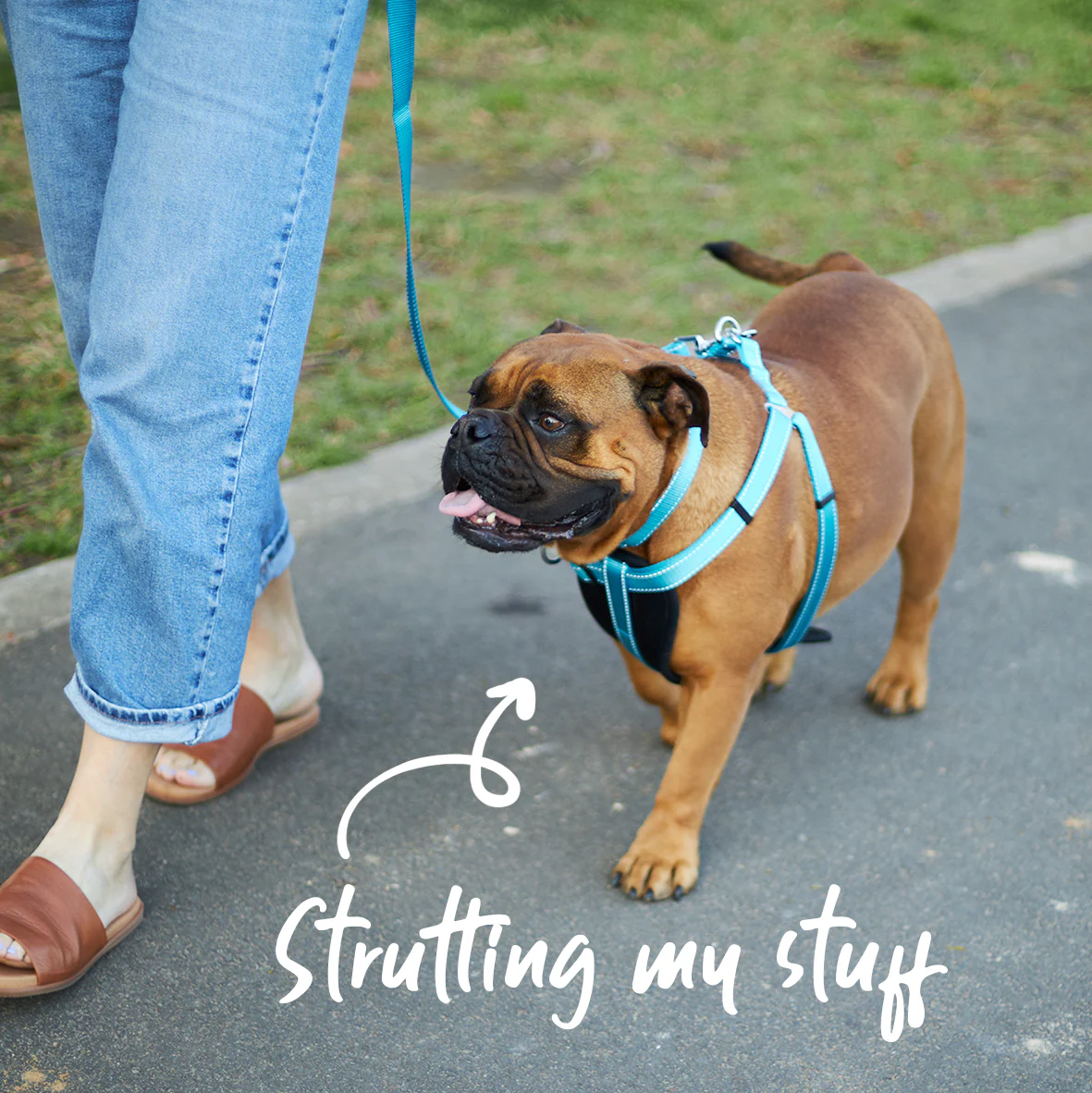 Classic Dog Collar - Aqua - Image 3