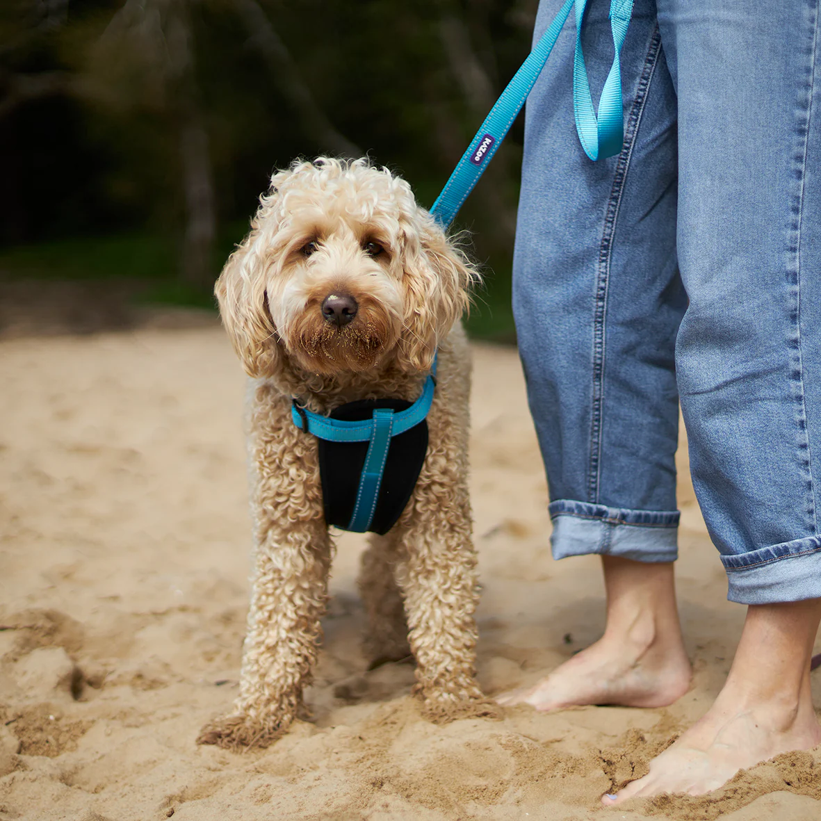 Classic Dog Collar - Aqua - Image 4