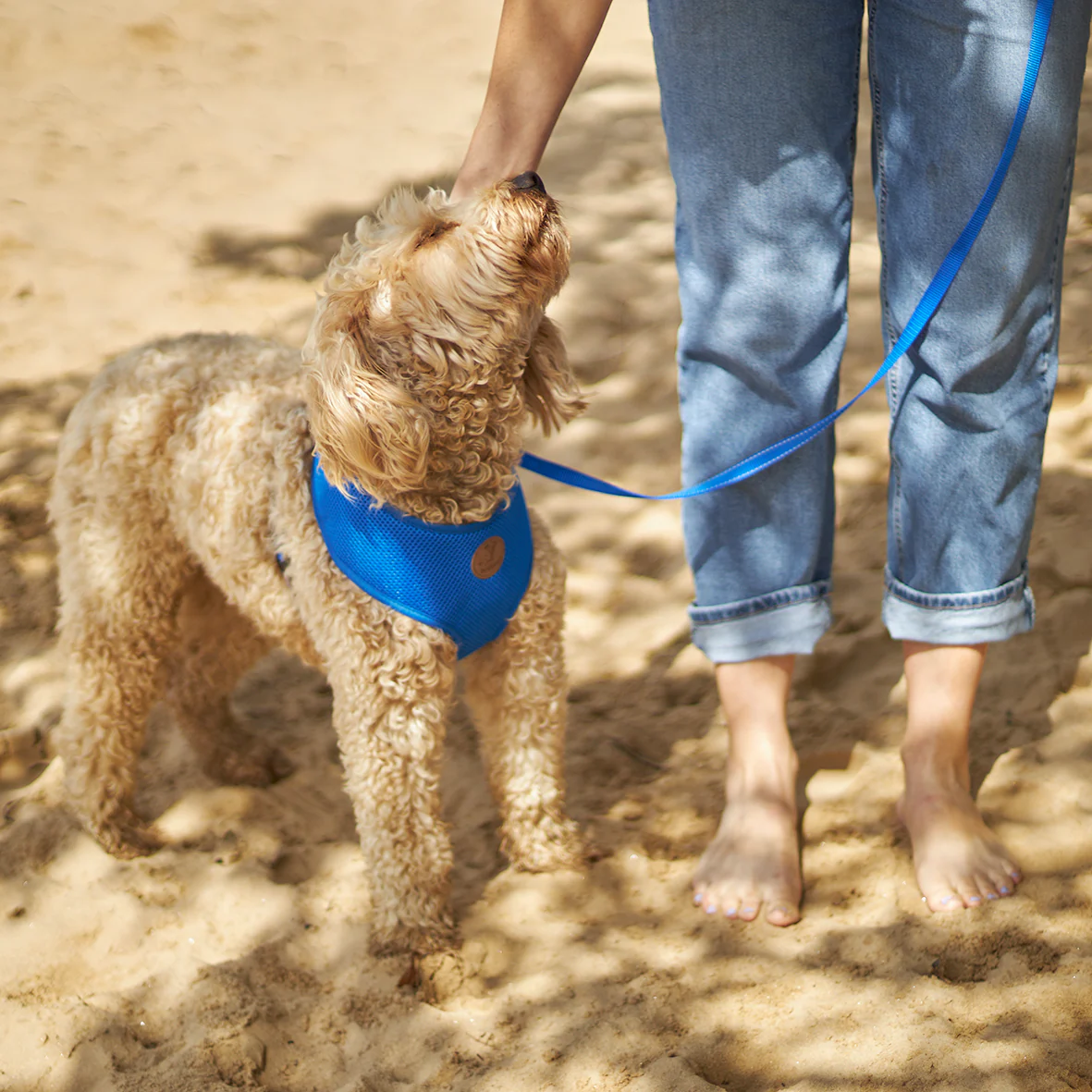 Classic Dog Collar - Blue - Image 3