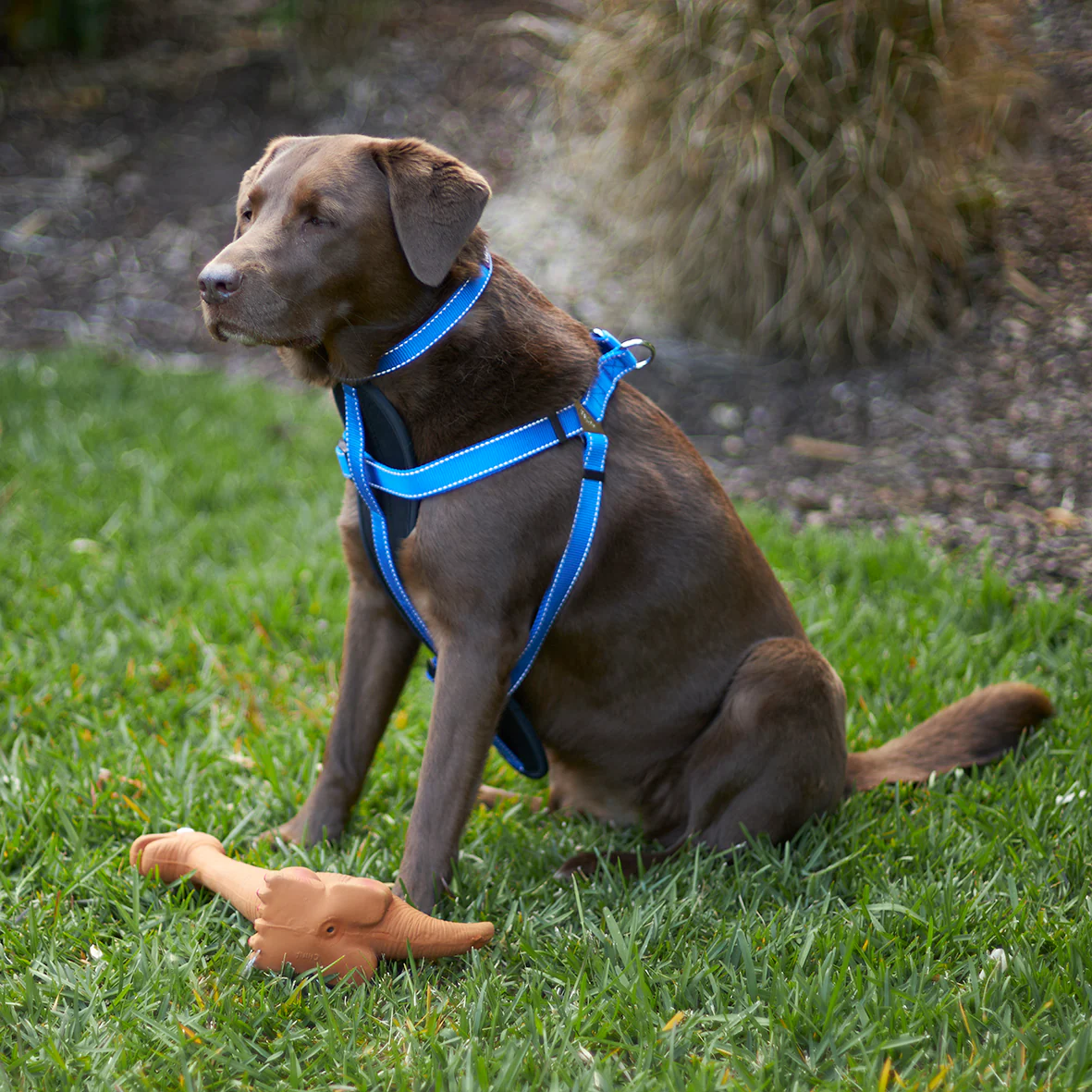 Classic Dog Collar - Blue - Image 4