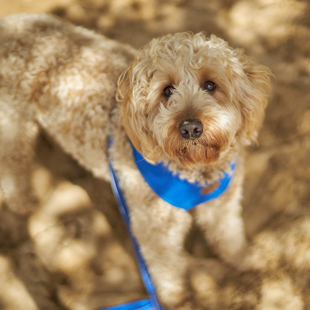 Classic Dog Collar - Blue - Image 5