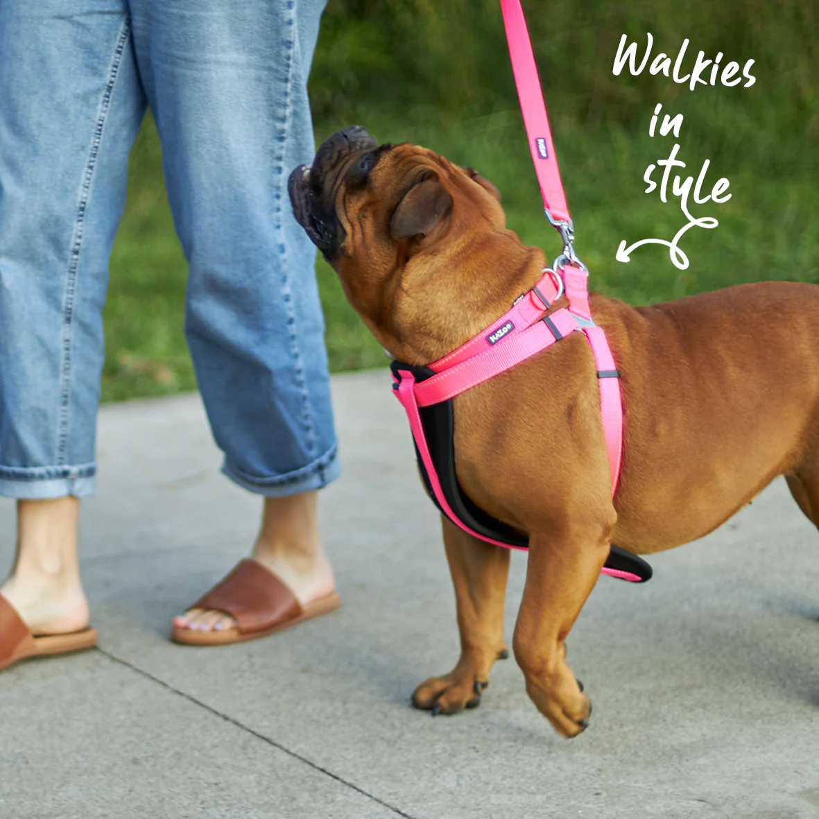 Classic Dog Collar - Pink - Image 5