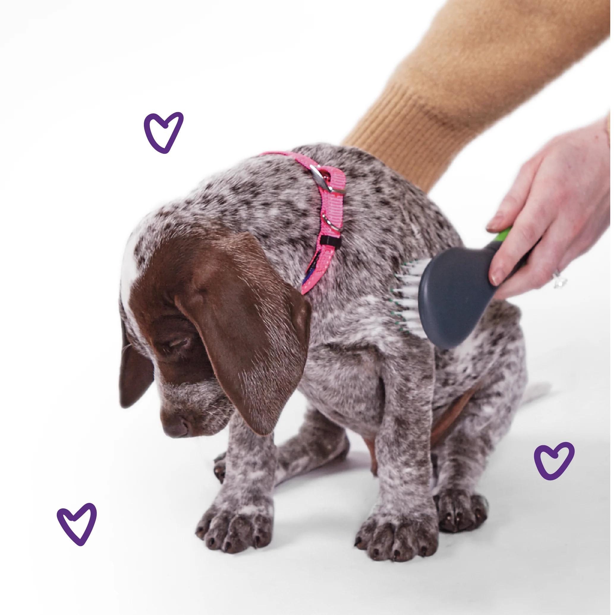 Classic Dog Collar - Pink - Image 6