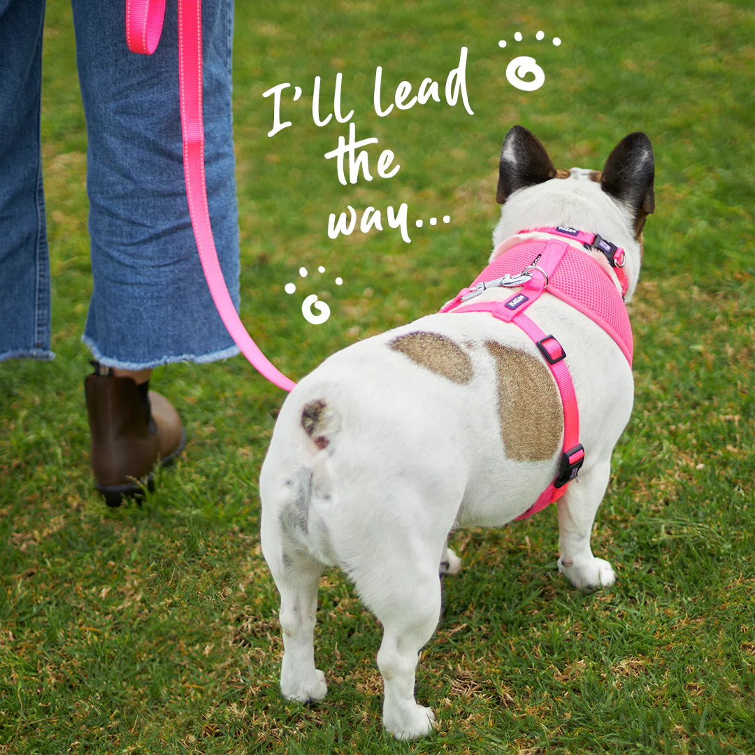 Classic Dog Lead - Pink - Image 2