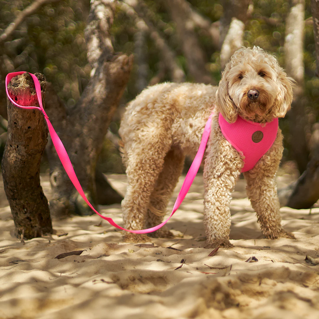 Classic Dog Lead - Pink - Image 3