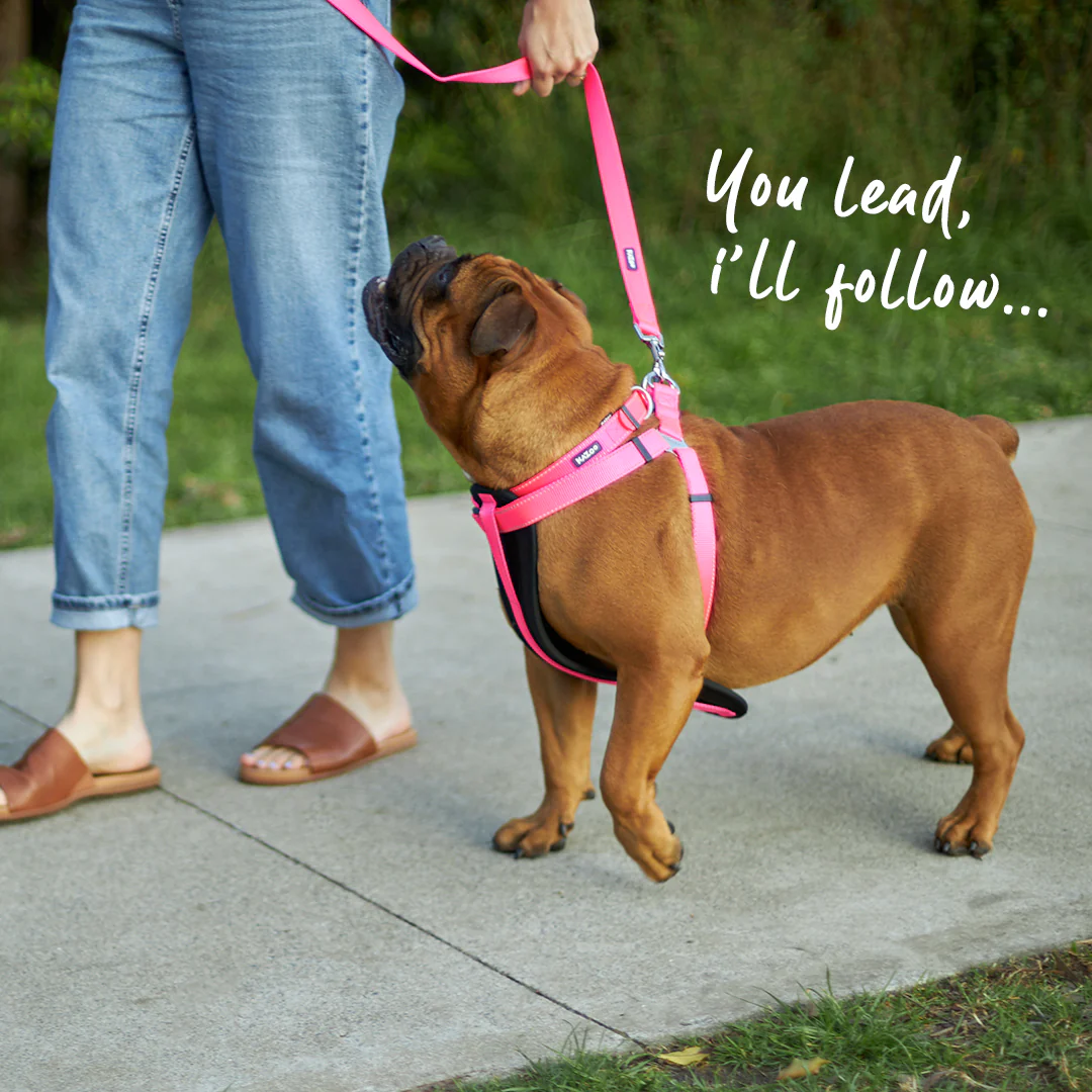 Classic Dog Lead - Pink - Image 6