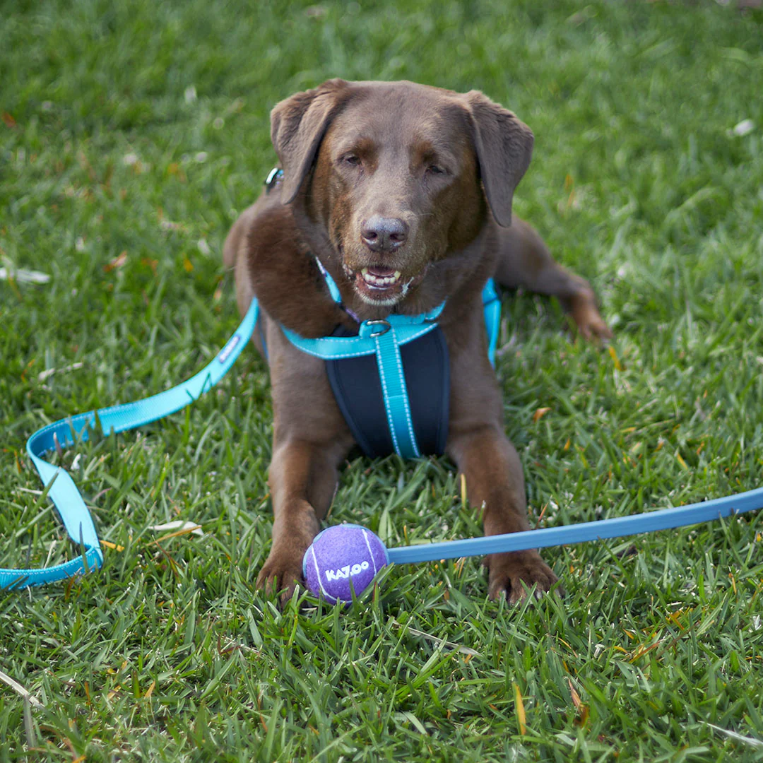 Classic Walking Dog Harness - Aqua - Image 10