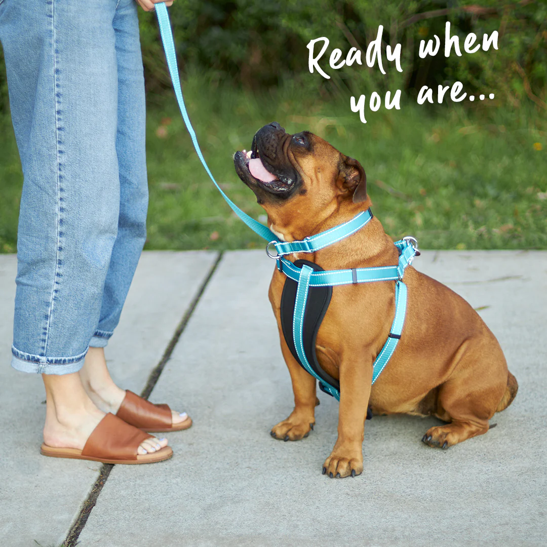 Classic Walking Dog Harness - Aqua - Image 2
