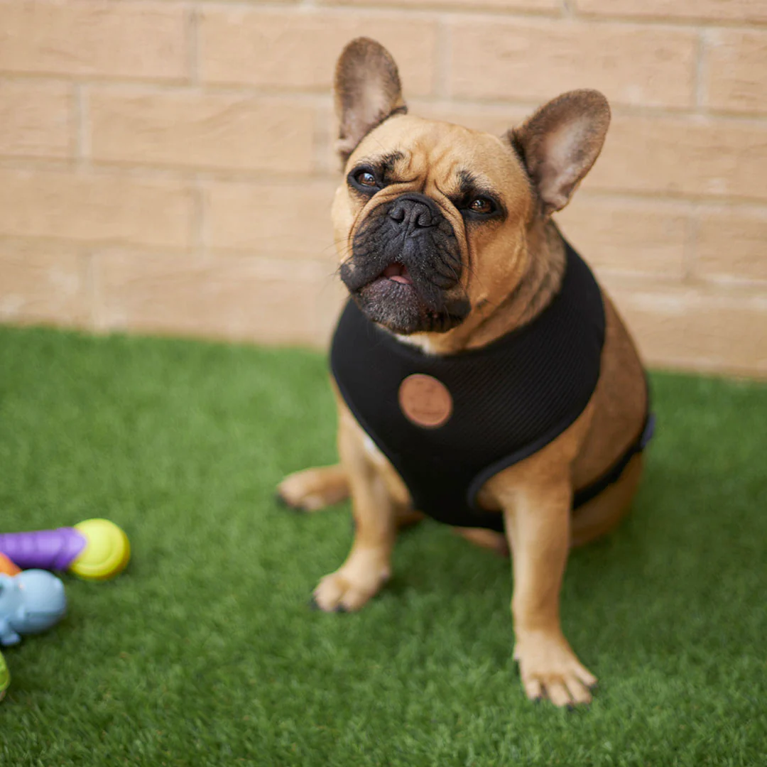 Classic Soft Walking Dog Harness - Black - Image 2