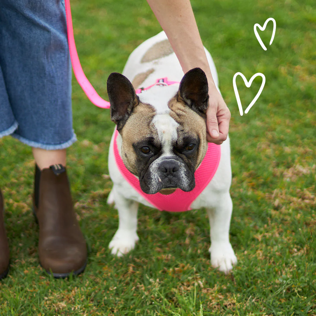 Classic Soft Walking Dog Harness - Pink - Image 2