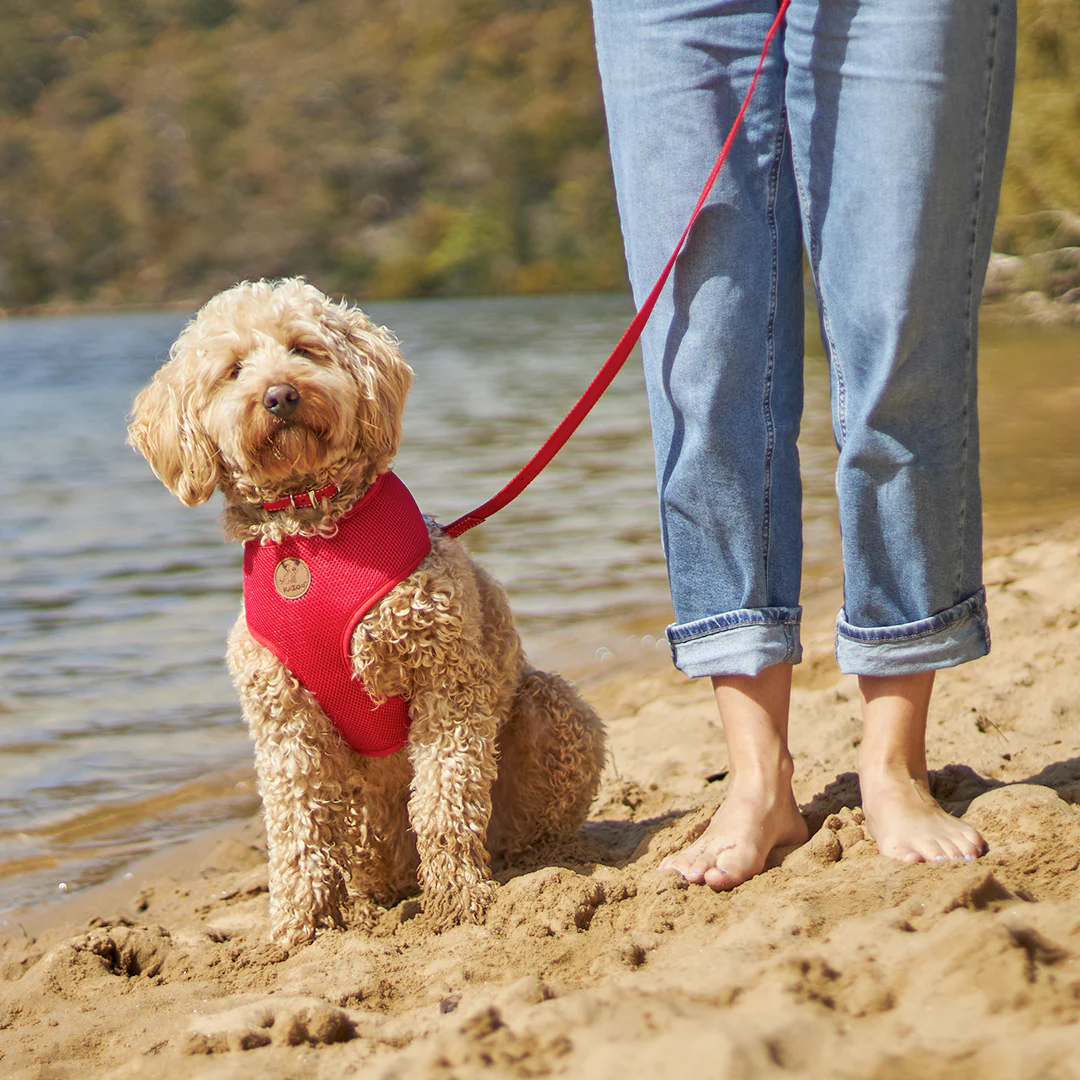 Classic Soft Walking Dog Harness - Red - Image 2