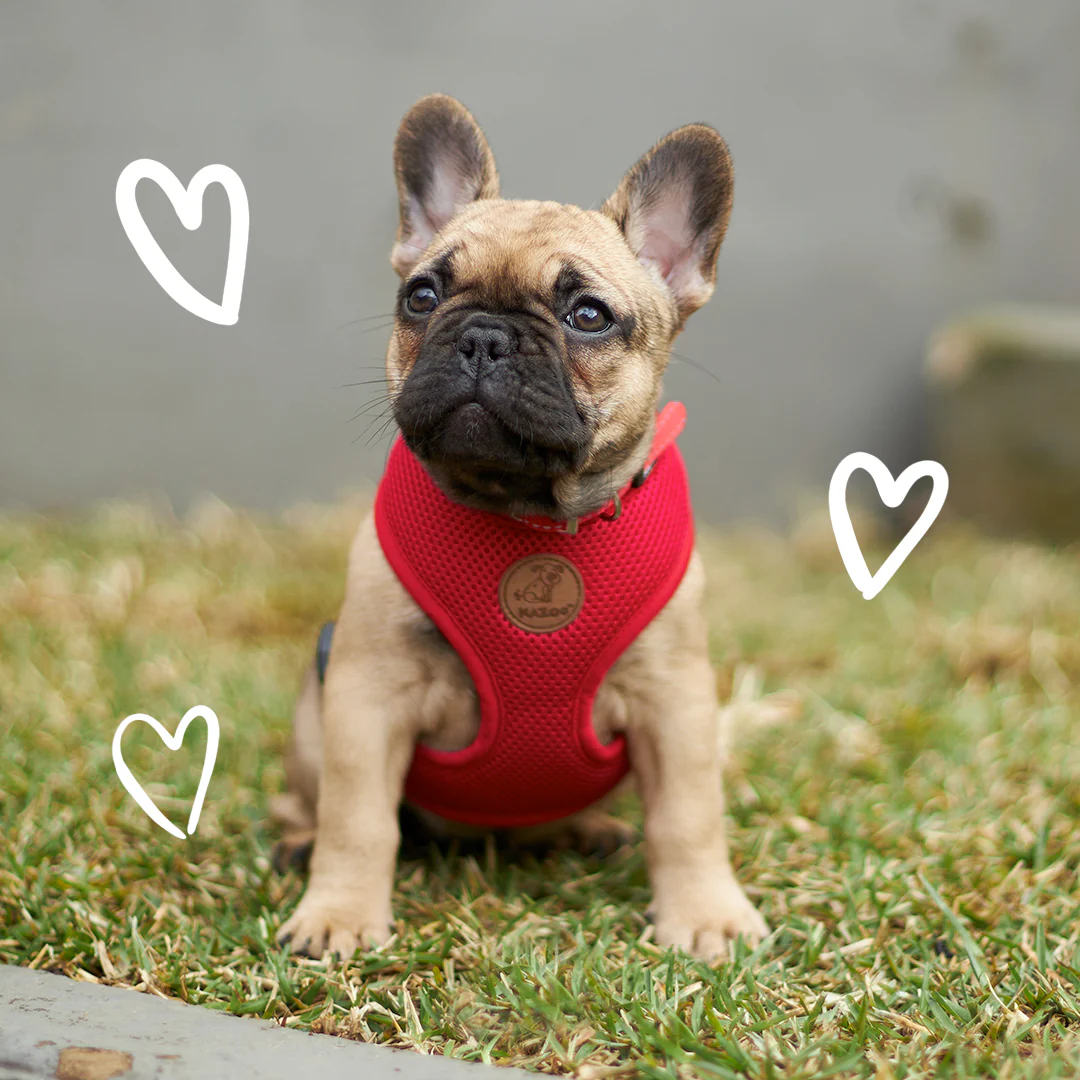 Classic Soft Walking Dog Harness - Red - Image 3