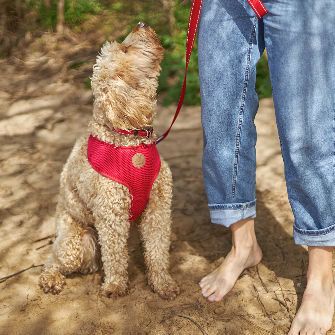 Classic Soft Walking Dog Harness - Red - Image 4