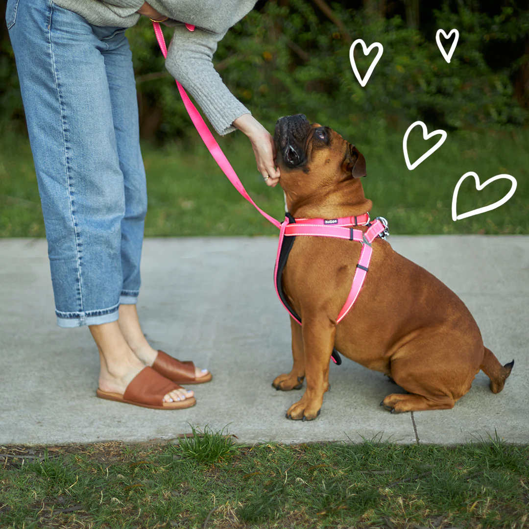 Classic Walking Dog Harness - Pink - Image 2