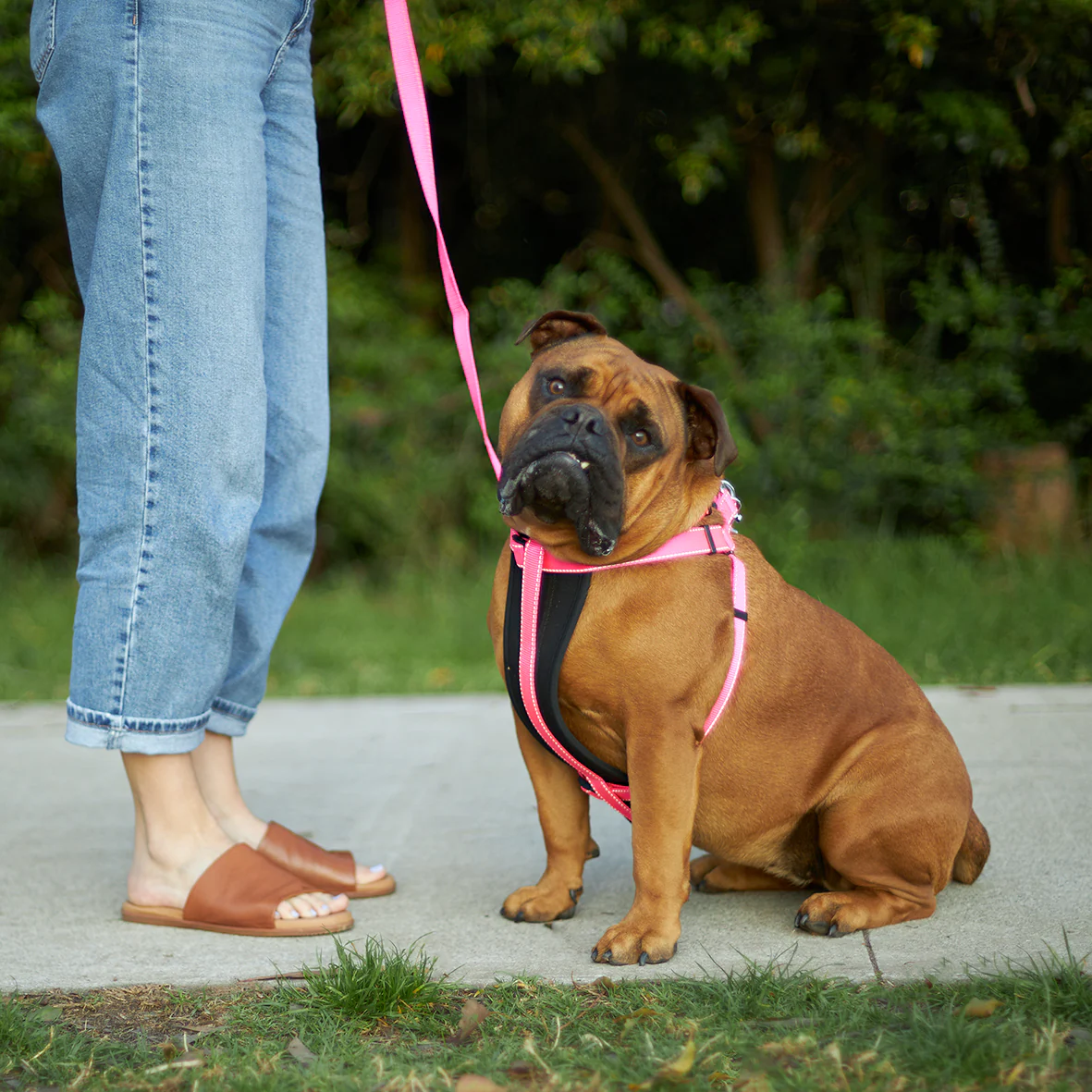 Classic Walking Dog Harness - Pink - Image 3