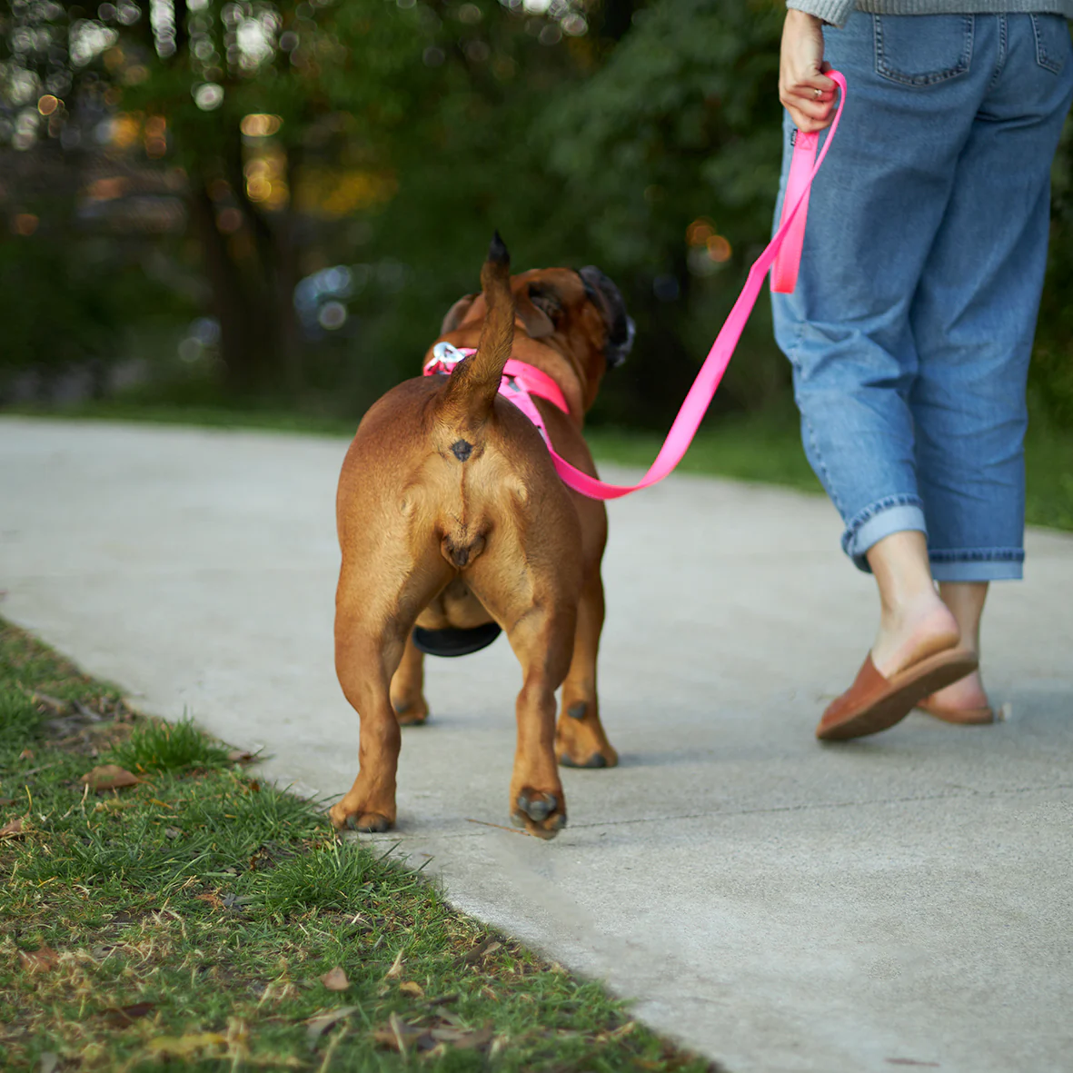 Classic Walking Dog Harness - Pink - Image 5