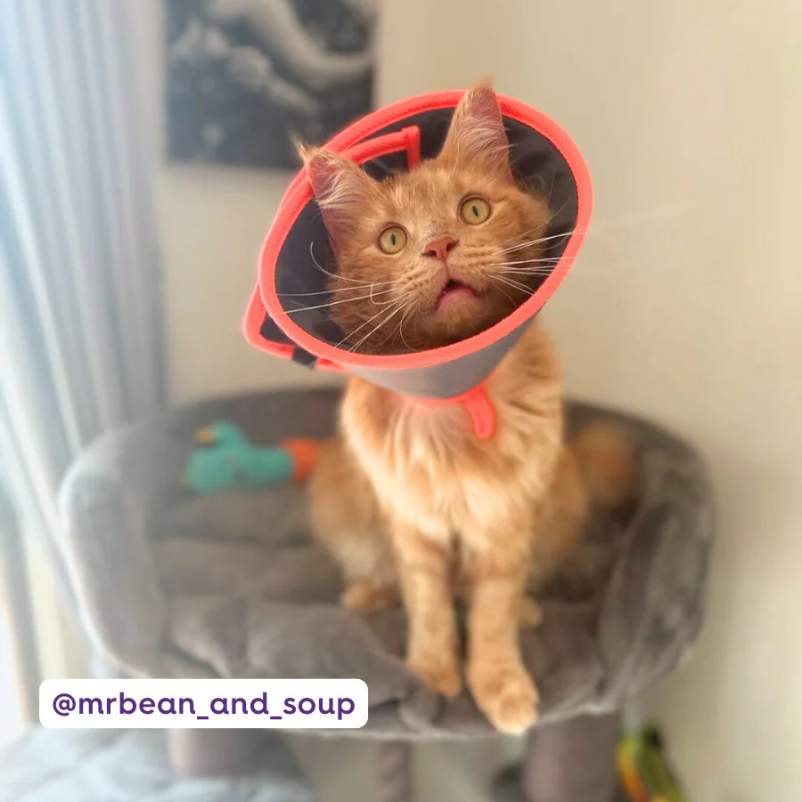 Comfy Recovery Collar - Image 10