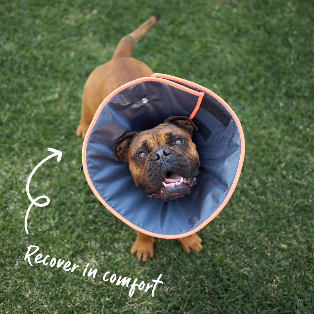 Comfy Recovery Collar - Image 3