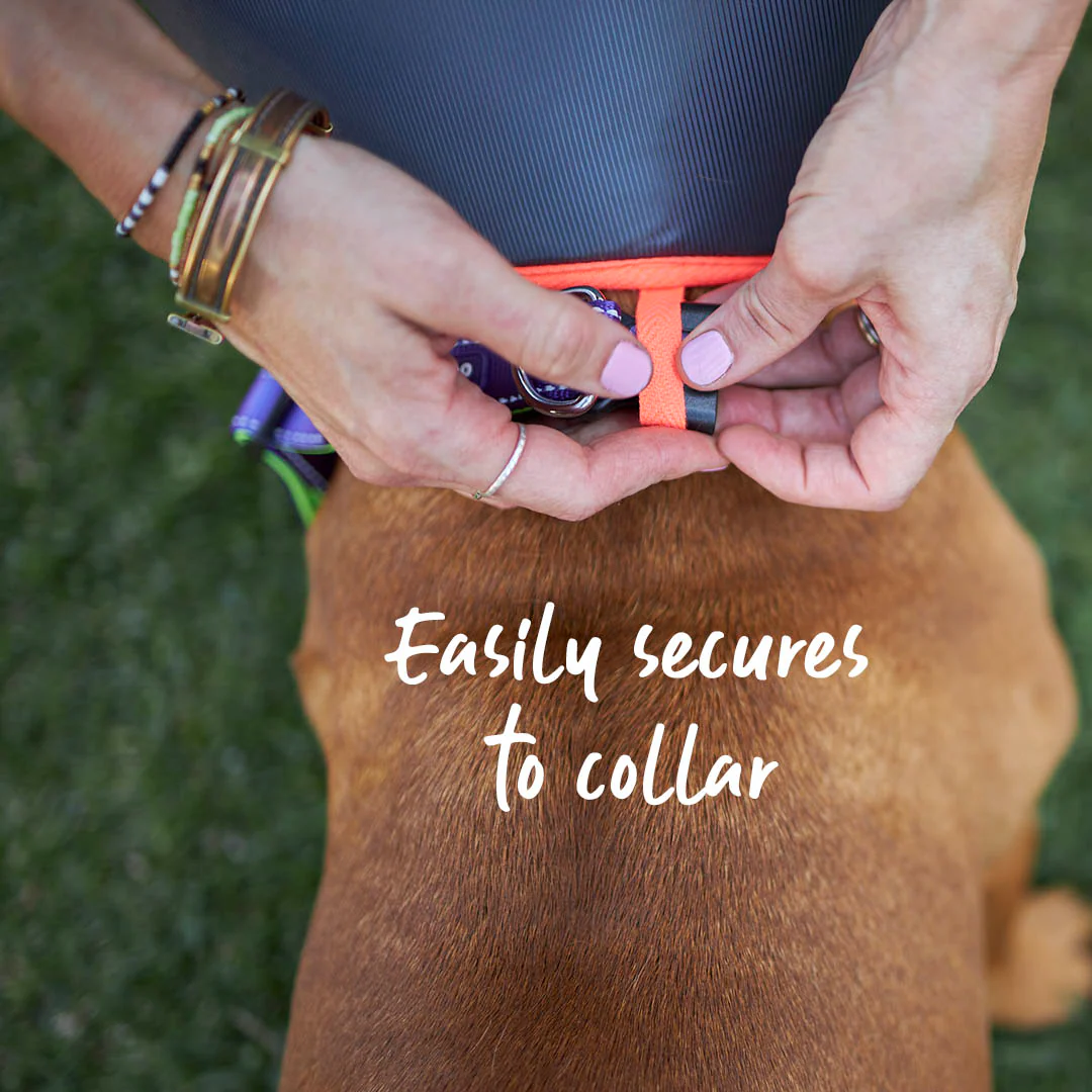Comfy Recovery Collar - Image 7