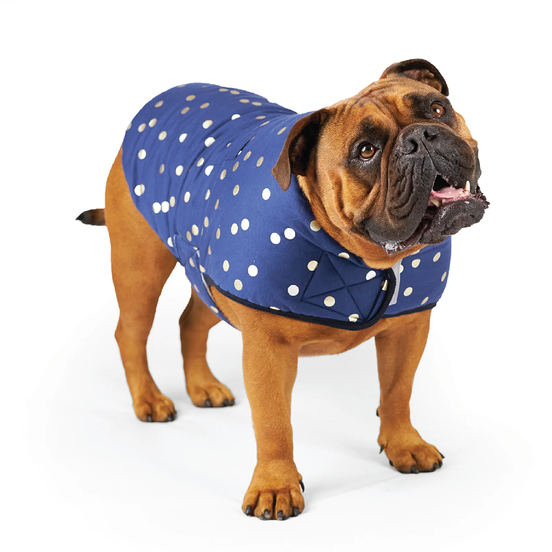 Confetti Snuggie Dog Jacket - Image 3