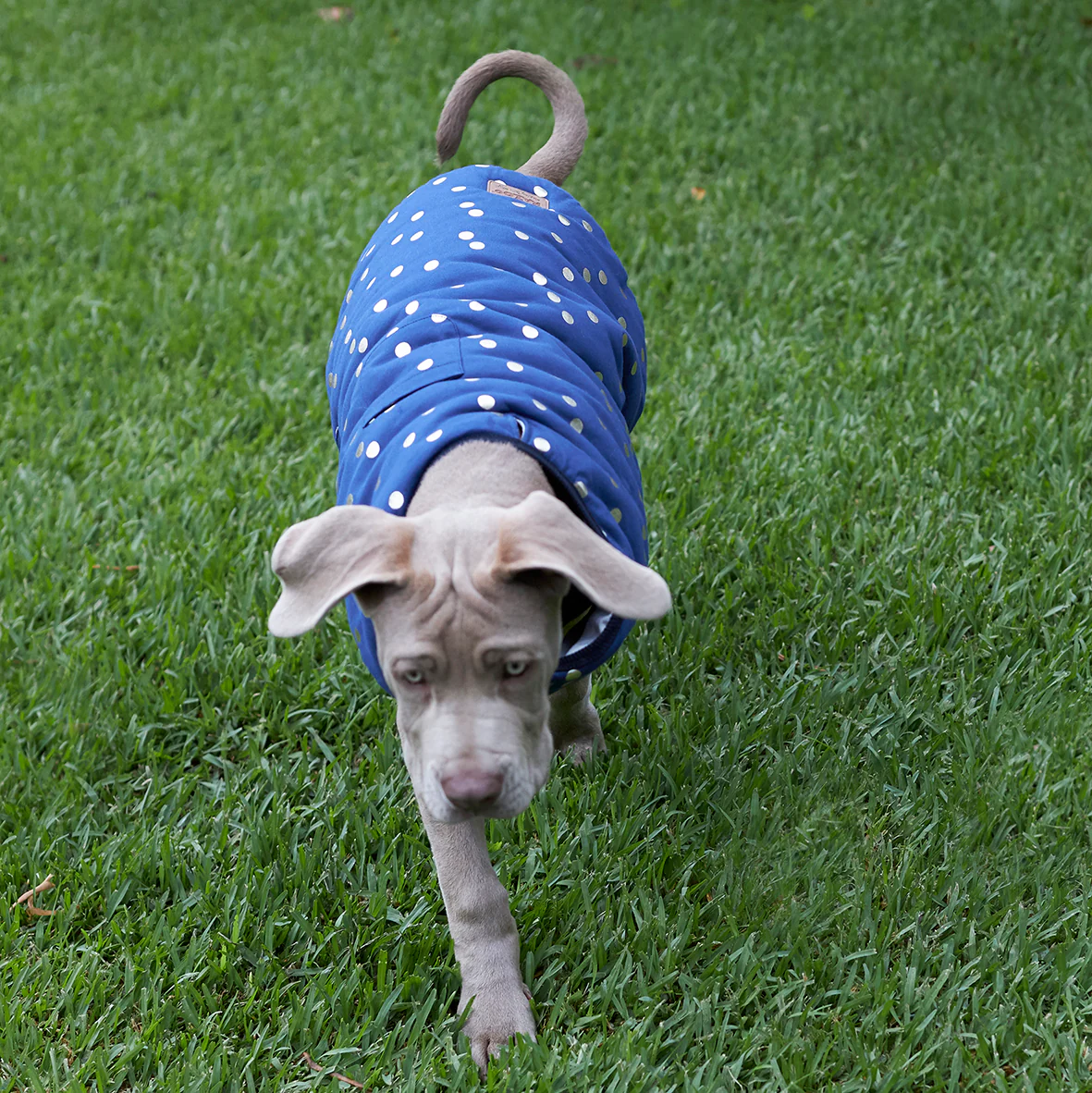 Confetti Snuggie Dog Jacket - Image 6