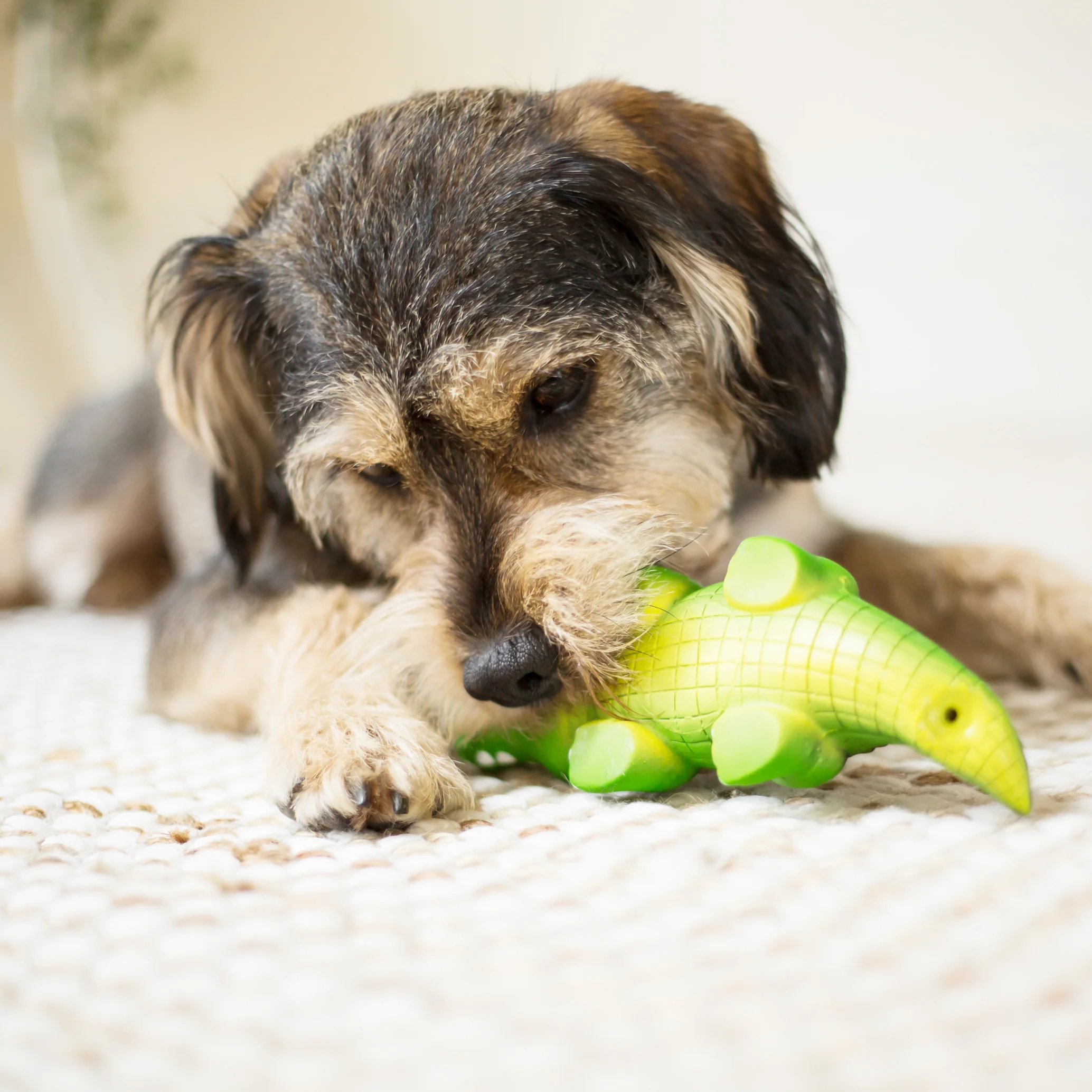 Cool Crocodile - Image 8