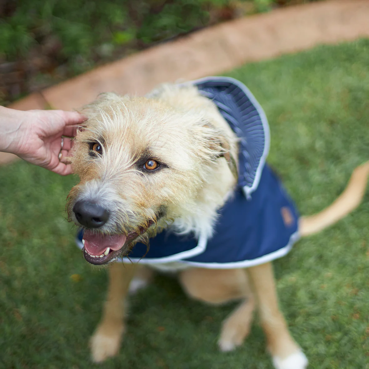 Cosy Dog Raincoat - Lagoon - Image 7