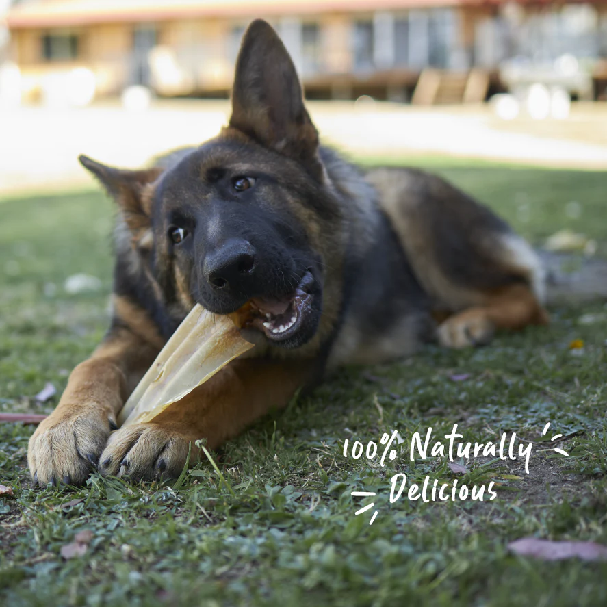 Cow Ears Dog Treat - Image 6