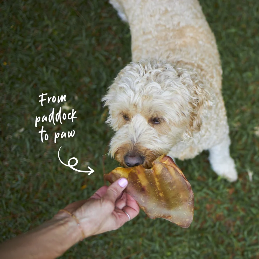 Cow Ears Dog Treat - Image 7