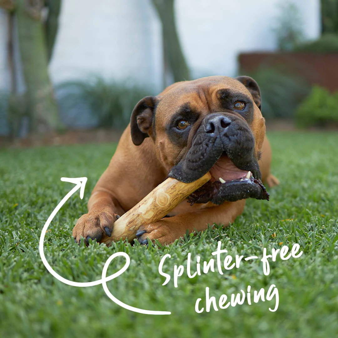 Coffee Wood Stick - Dog Dental Chew - Image 3