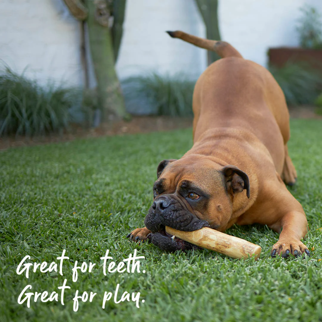 Coffee Wood Stick - Dog Dental Chew - Image 4
