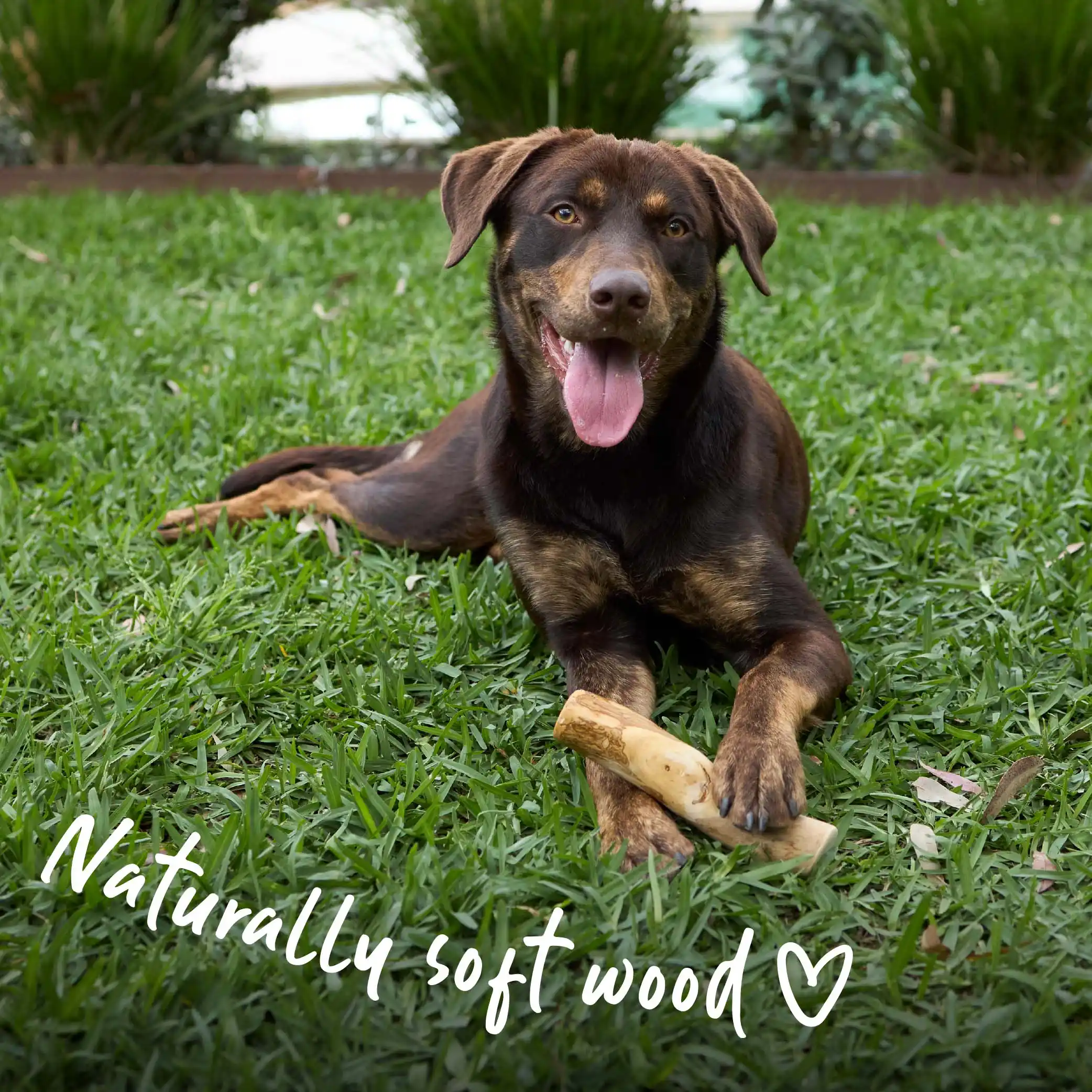 Coffee Wood Stick - Dog Dental Chew - Image 6