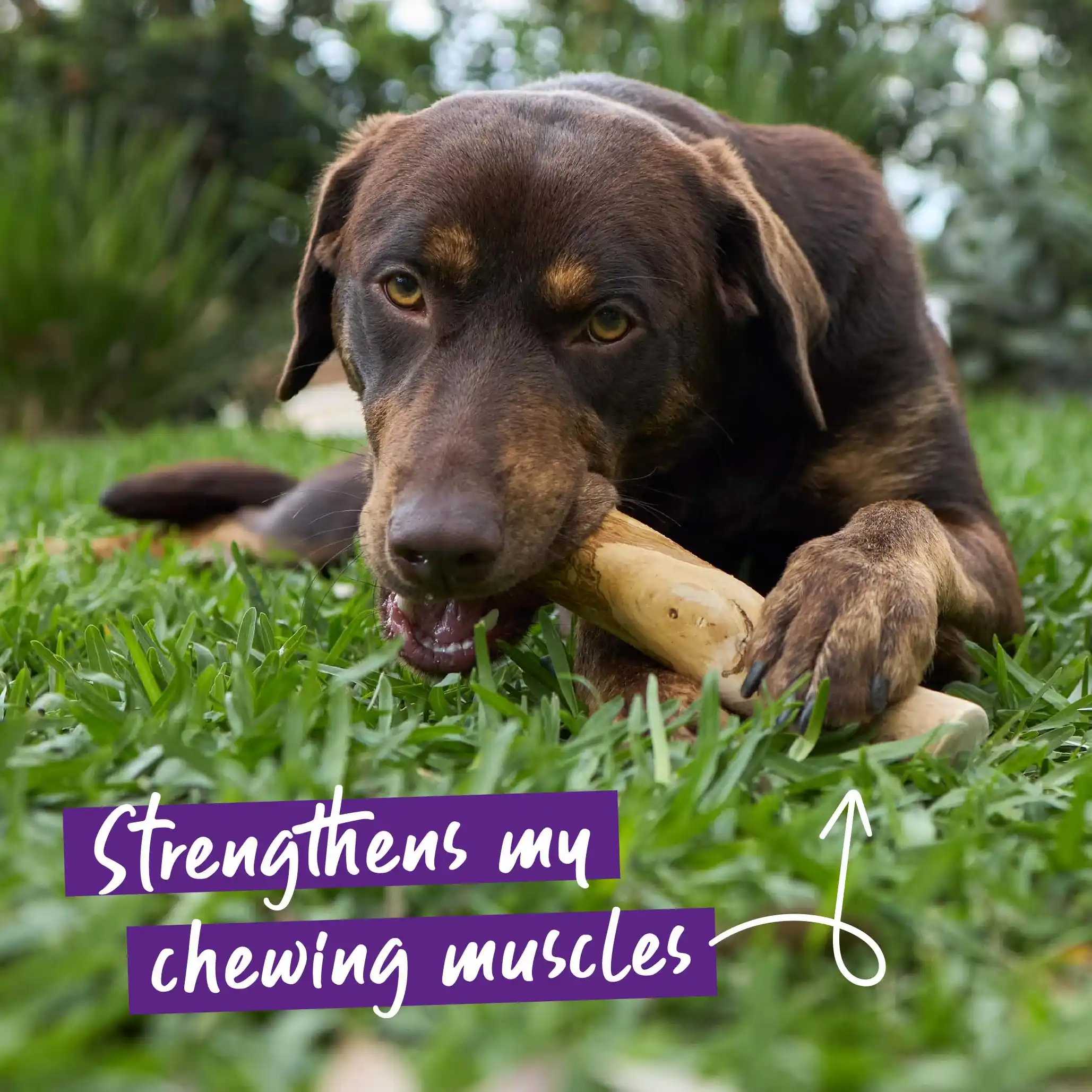 Coffee Wood Stick - Dog Dental Chew - Image 7